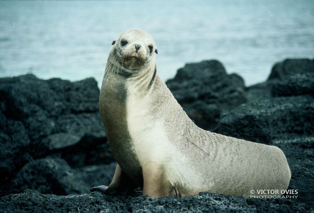 Sea Lion